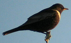 Ring Ouzel