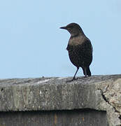 Ring Ouzel