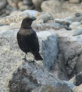 Ring Ouzel