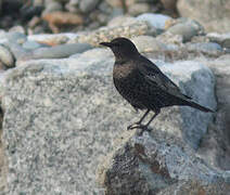 Ring Ouzel