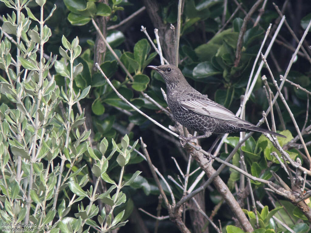 Merle à plastron1ère année, identification