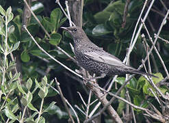 Ring Ouzel