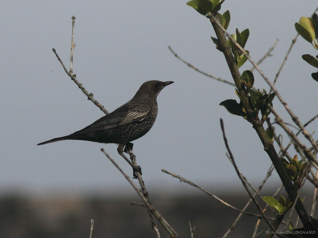 Merle à plastron, identification