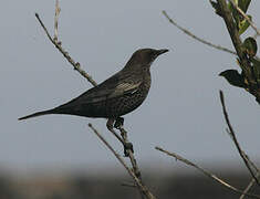 Ring Ouzel