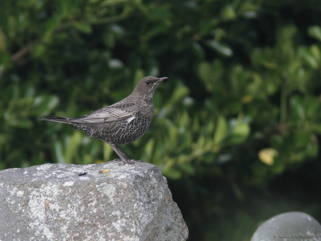 Merle à plastron, identification