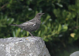 Ring Ouzel