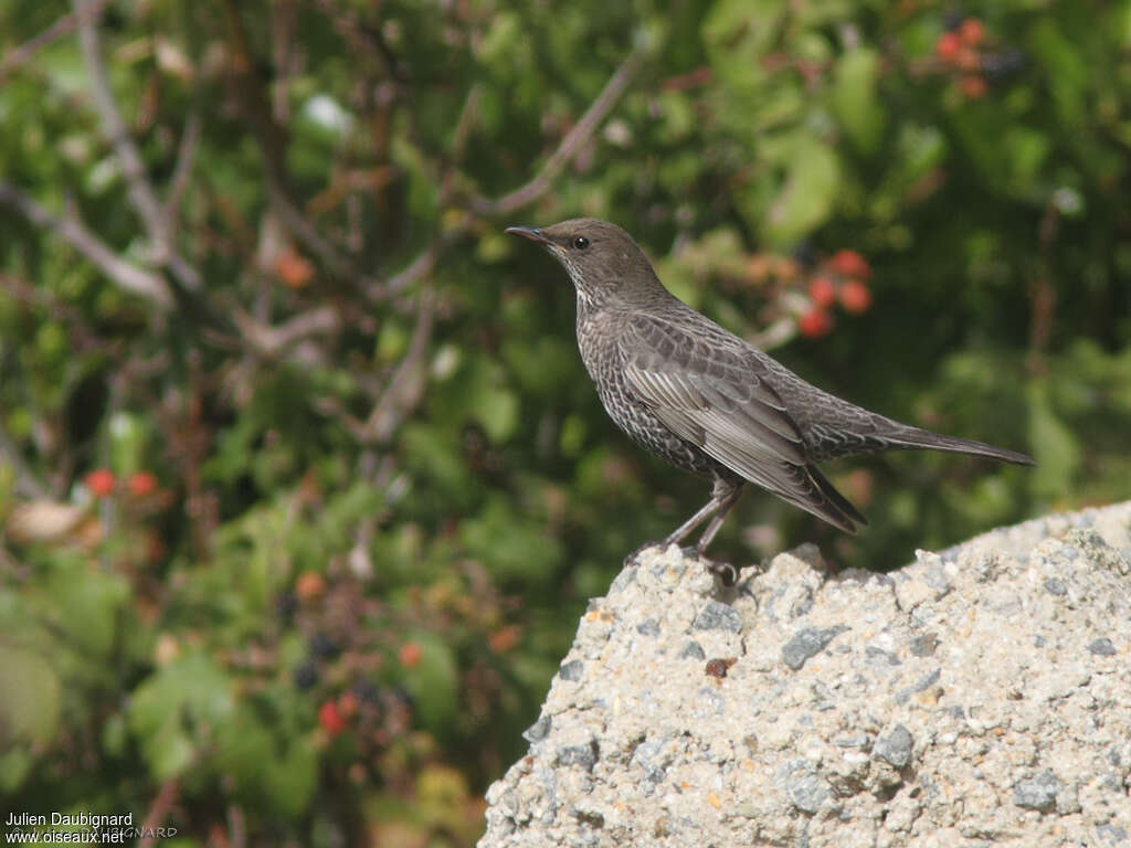 Merle à plastron1ère année, identification