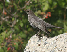 Ring Ouzel