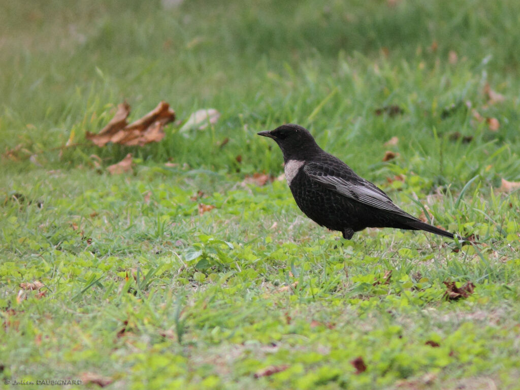 Merle à plastron, identification