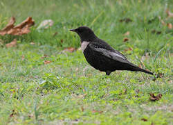 Ring Ouzel