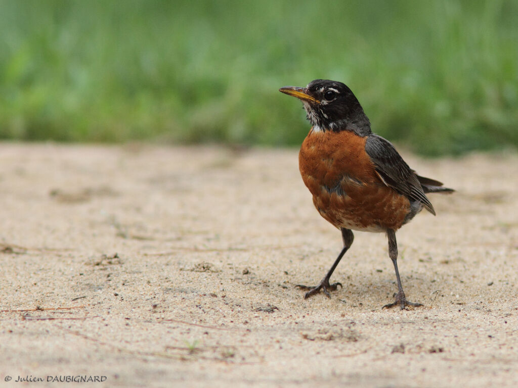 American Robin male adult, identification