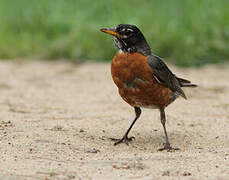 American Robin