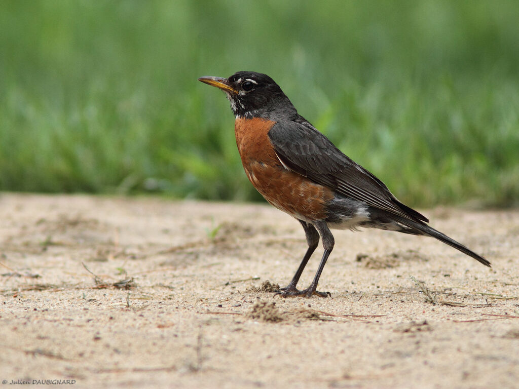 Merle d'Amérique mâle adulte, identification