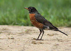 American Robin