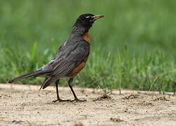 American Robin