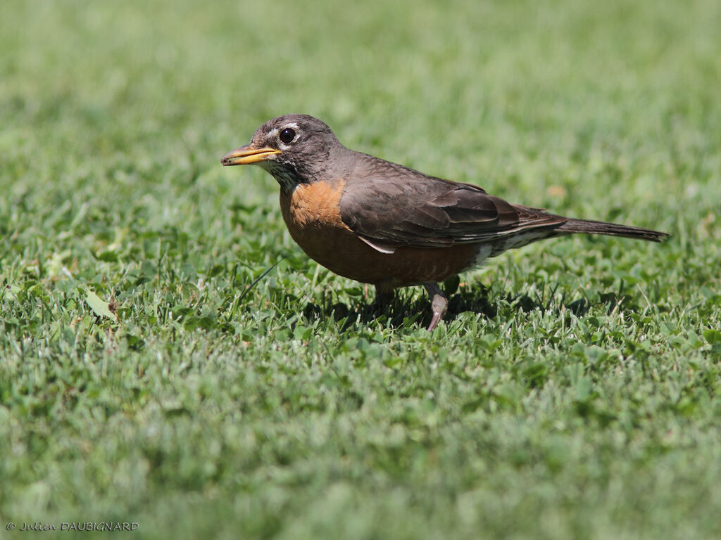 American Robin, identification