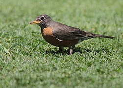 American Robin