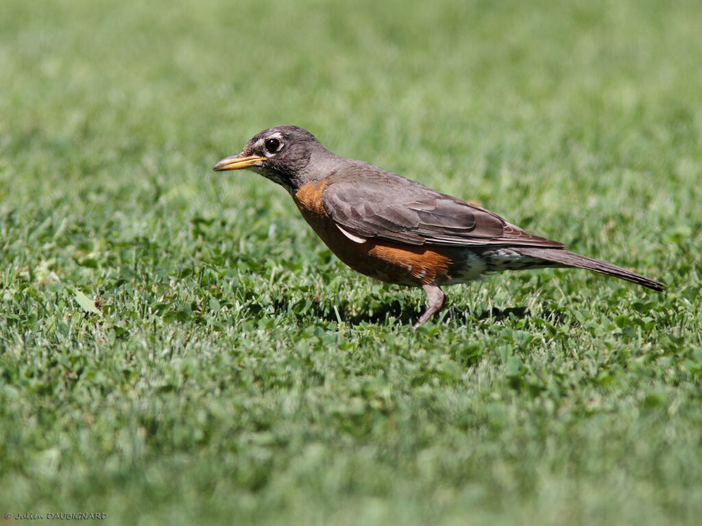 Merle d'Amériqueadulte, identification