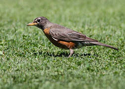 American Robin