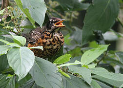 American Robin