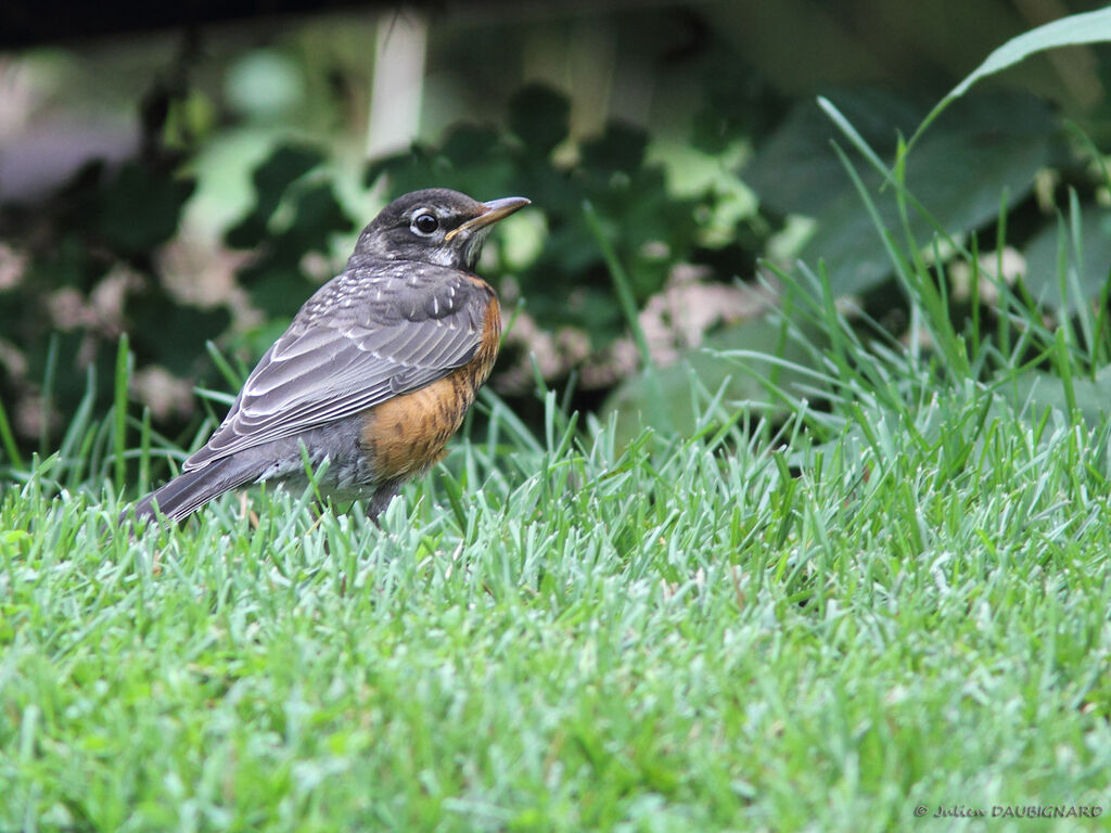 American Robinjuvenile, identification