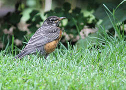 American Robin