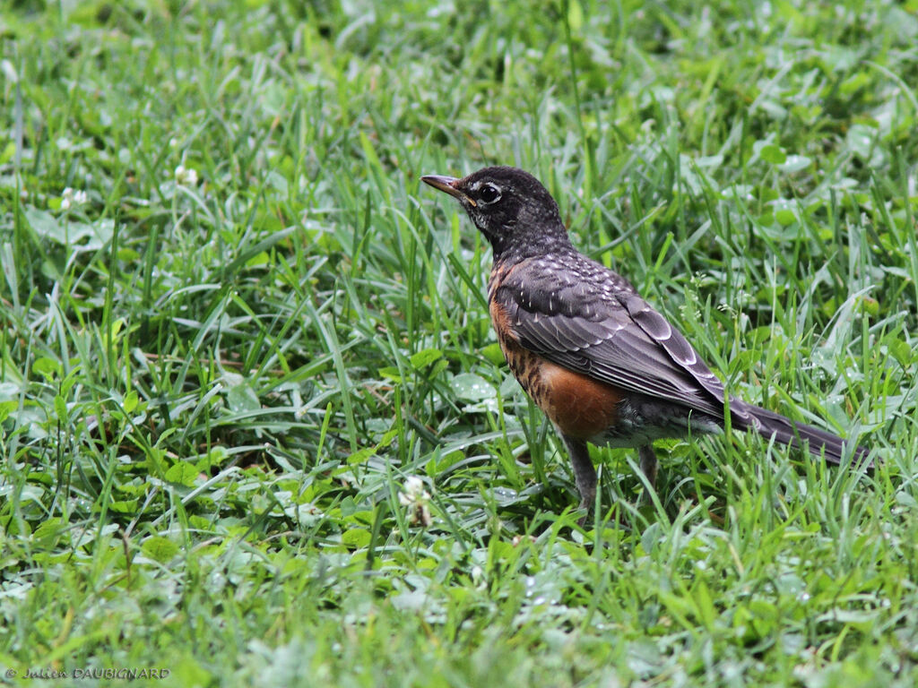 Merle d'Amériquejuvénile, identification