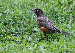 American Robin