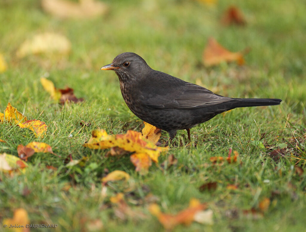 Common Blackbird female, identification