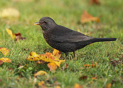 Common Blackbird