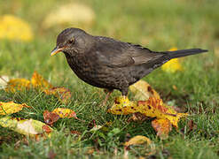 Common Blackbird