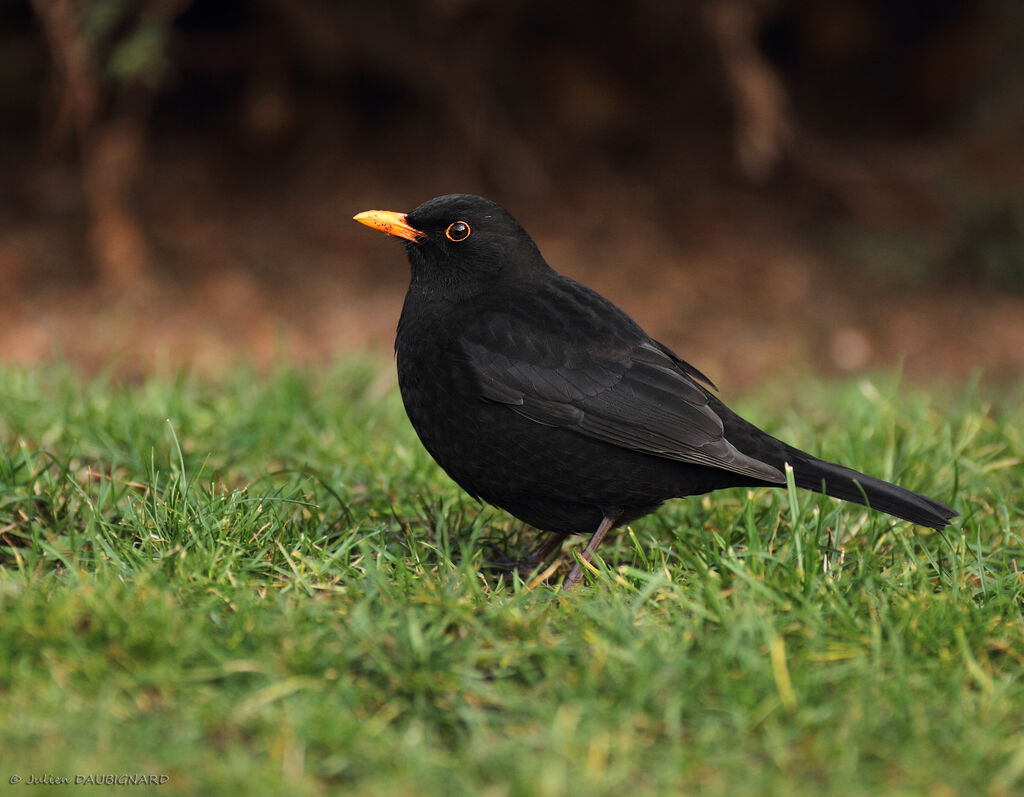 Common Blackbird male, identification