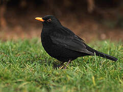 Common Blackbird