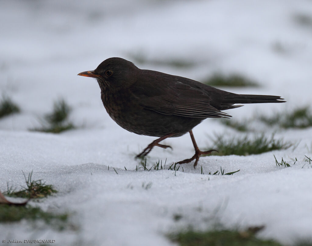 Common Blackbird female, identification