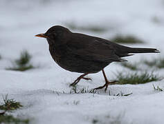 Common Blackbird