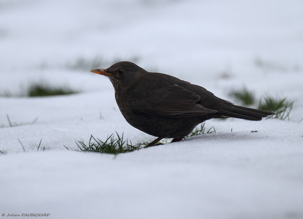 Common Blackbird female, identification