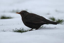 Common Blackbird