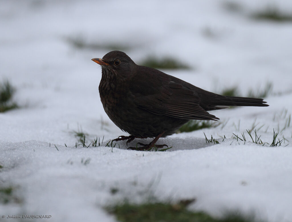 Common Blackbird female, identification