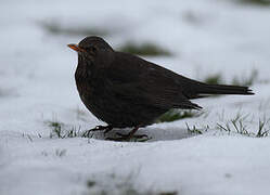 Common Blackbird