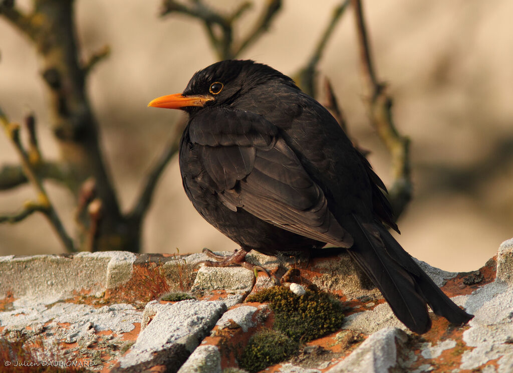 Common Blackbird male, identification