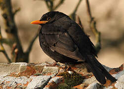 Common Blackbird