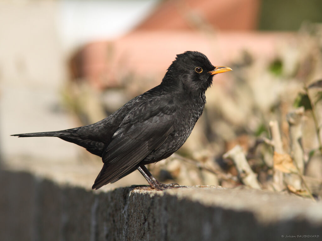 Common Blackbird, identification