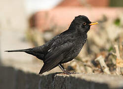 Common Blackbird