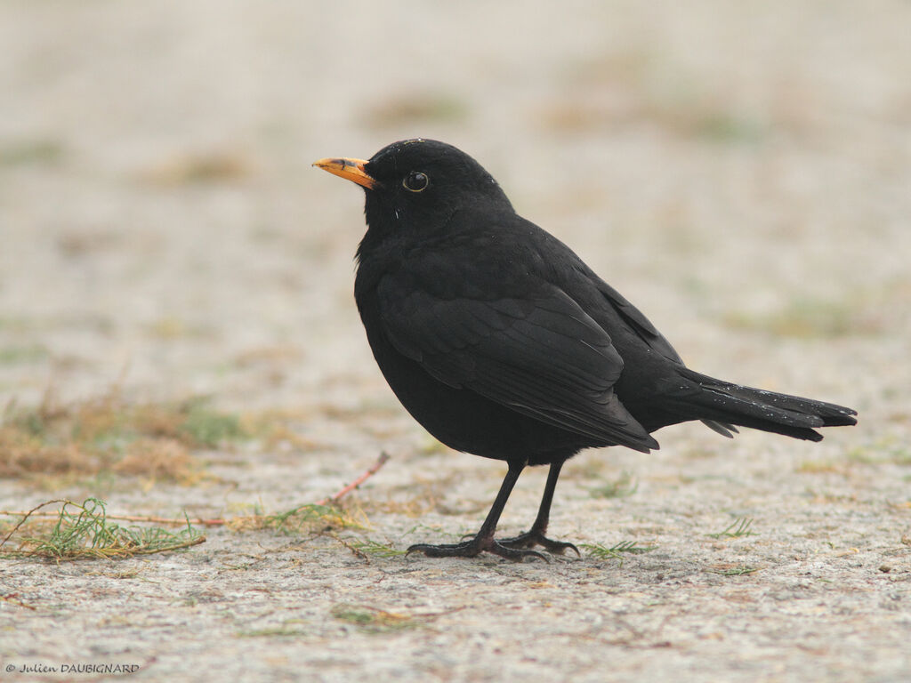 Common Blackbird, identification