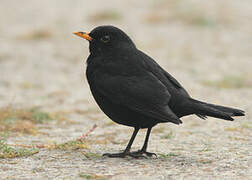 Common Blackbird