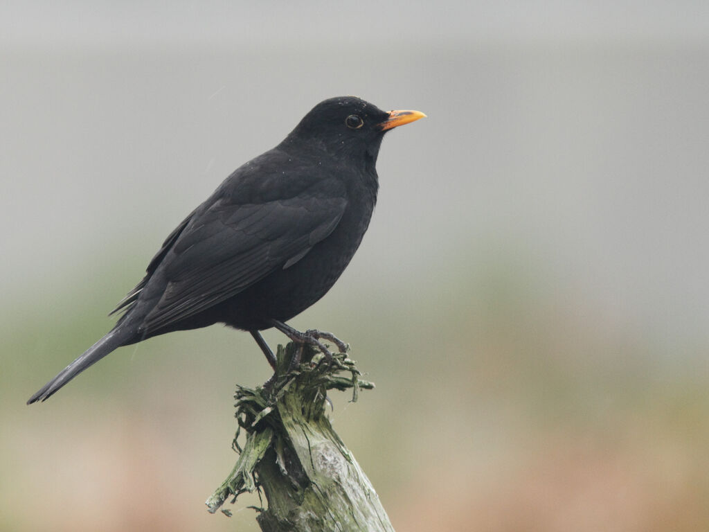 Common Blackbird, identification