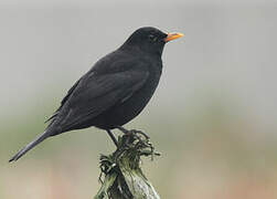 Common Blackbird