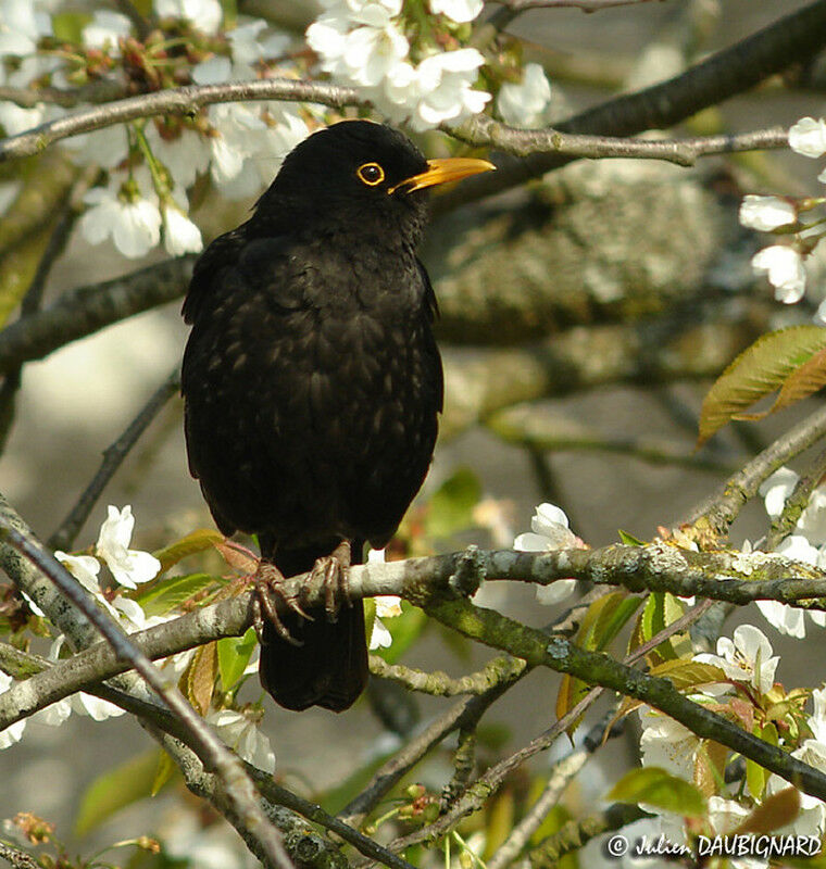 Merle noir mâle