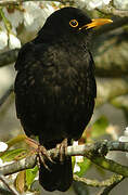 Common Blackbird