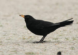 Common Blackbird